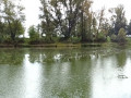 DSC08139-Moyen