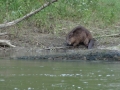 castor-sur-les-bords-de-loire